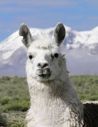 Alpaka in den Anden Perus
