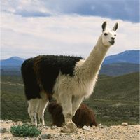 Lama in den peruanischen Anden