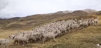 Alpakaherde in den peruanischen Anden