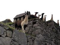Lamas auf Machu Picchu